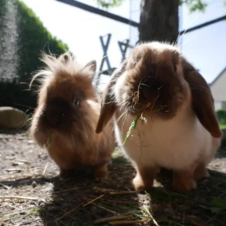 Haus Apfelbluete Apartament