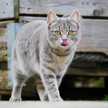 아파트 Haus Apfelbluete 랑게나르겐