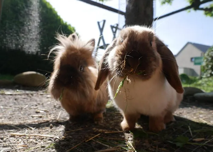 Haus Apfelbluete Appartement
