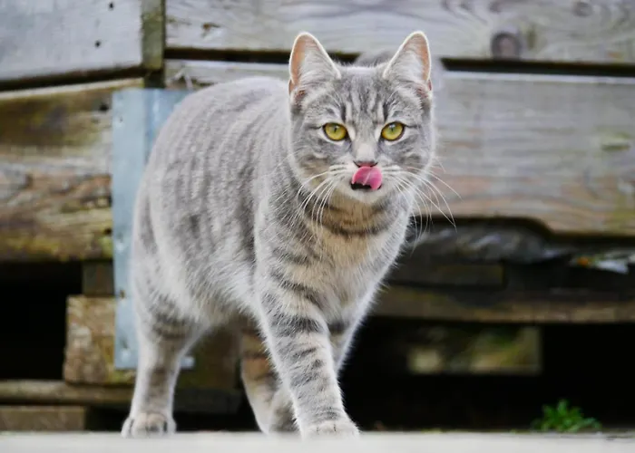 Lejlighed Haus Apfelbluete Langenargen